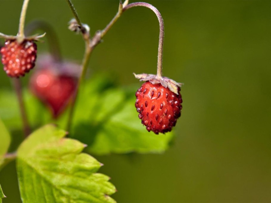 День земляники
