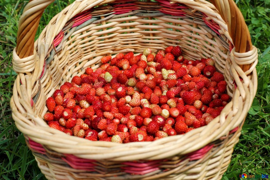 Земляника " Земляничное лукошко семена