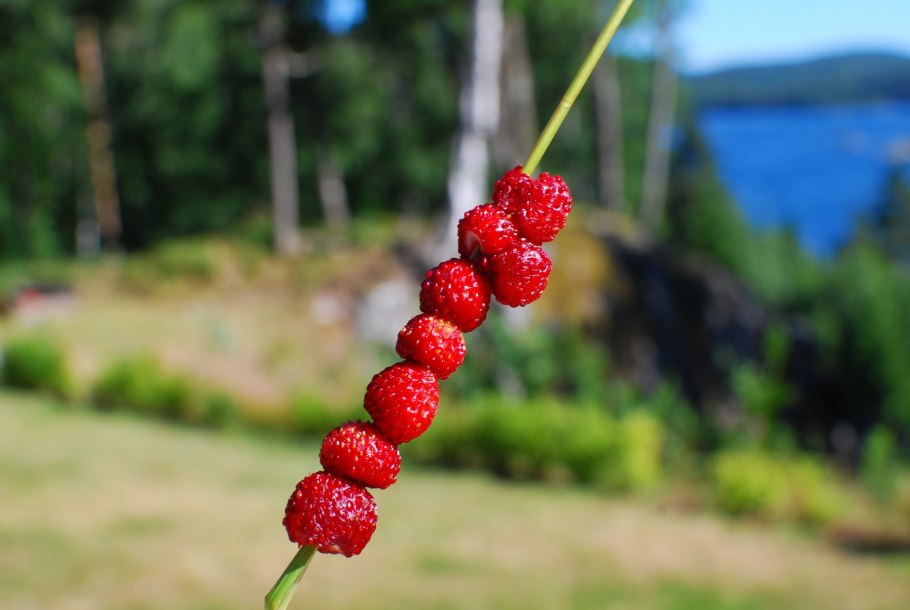 Земляника Лесная на травинке