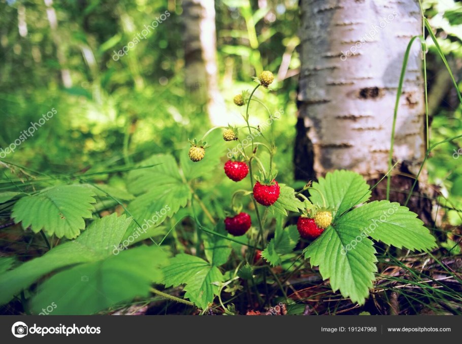 Ягоды в лесу