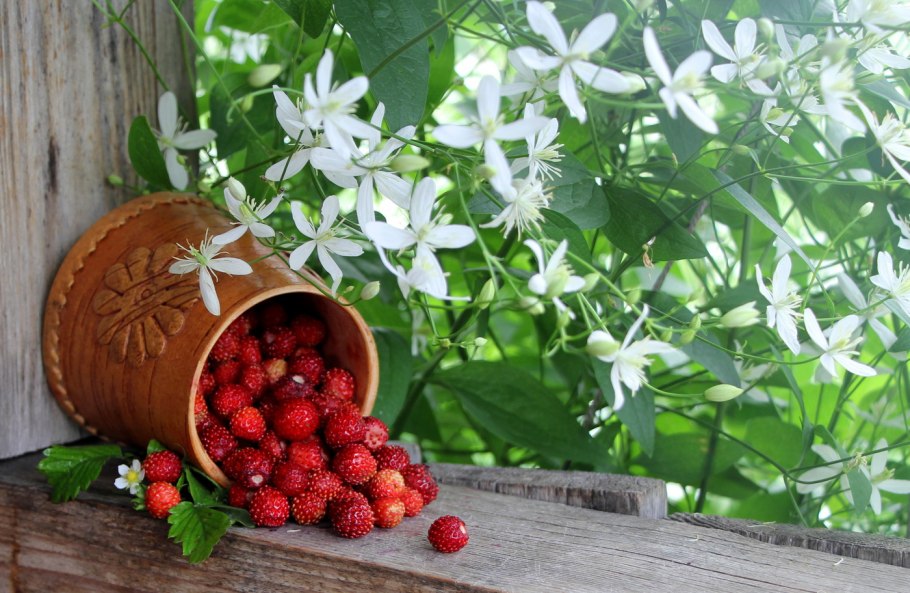 Варнава земляничник