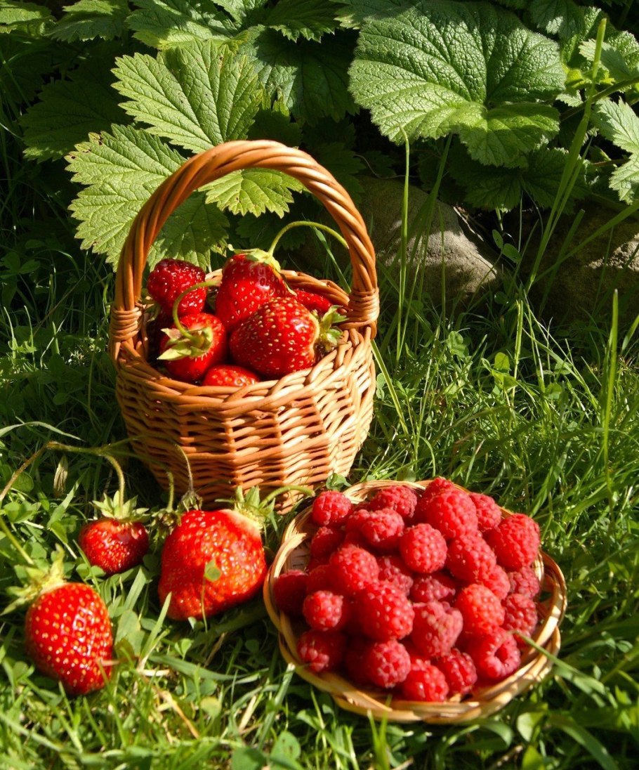 Малина Остара.