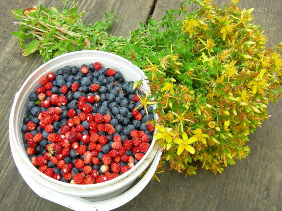 Зверобой ягоды