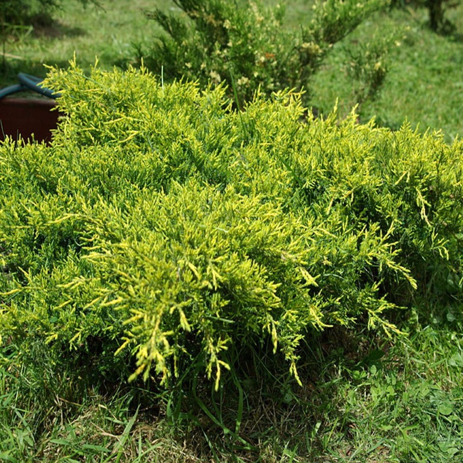 Можжевельник Айси Блю