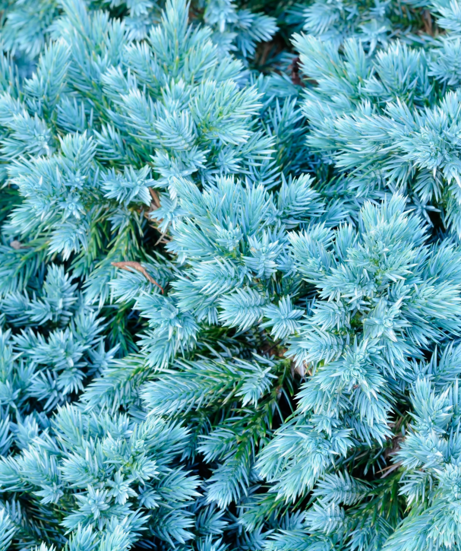 Можжевельник Депресса Ауреа