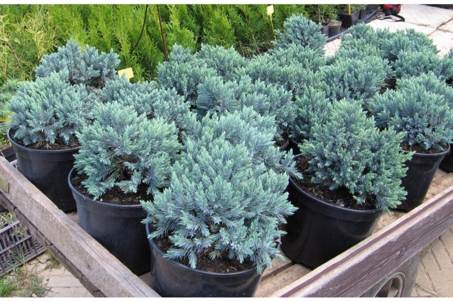 Можжевельник Блю Джунипер