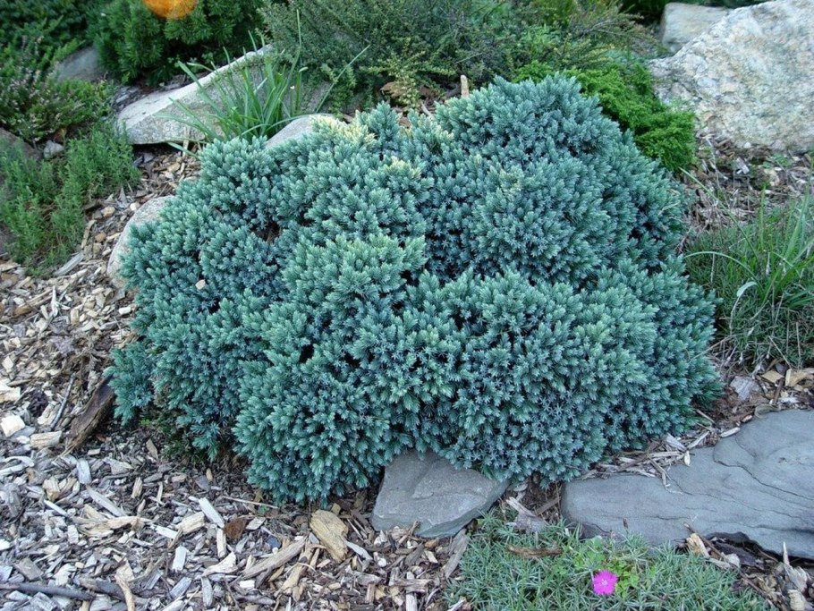 Можжевельник Мейери ниваки