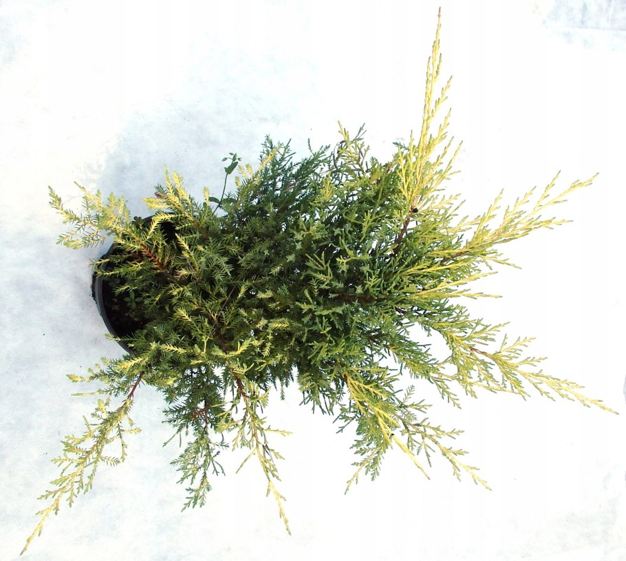 Можжевельник чашуйчатый Блю Стар