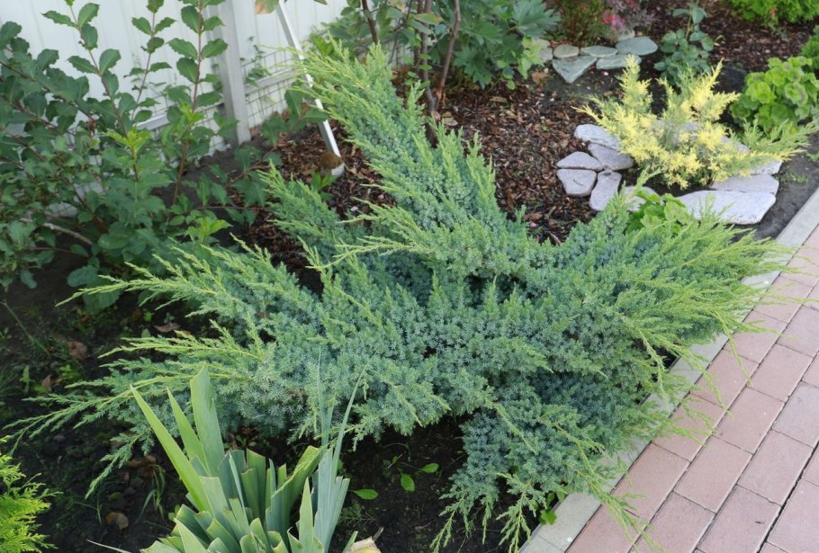 Можжевельник Блю свид