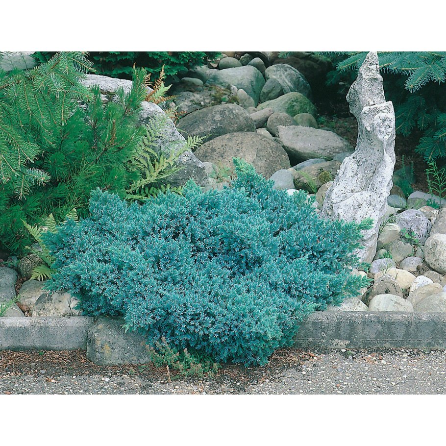 Можжевельник чешуйчатый Нина