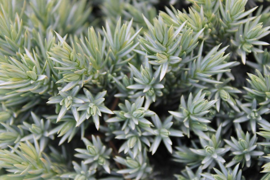 Juniperus squamata Blue Star можжевельник