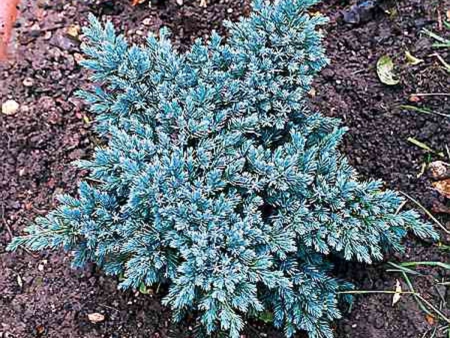 Можжевельник Блю Флейм