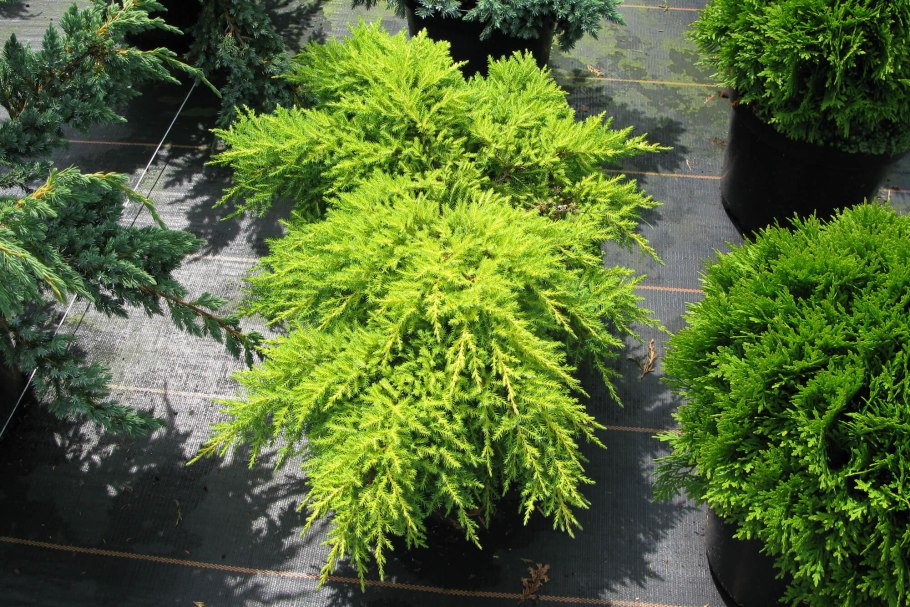 Можжевельник средний Голдстар