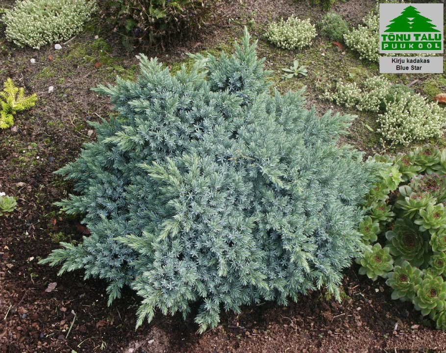 Можжевельник виргинский Голден спринг