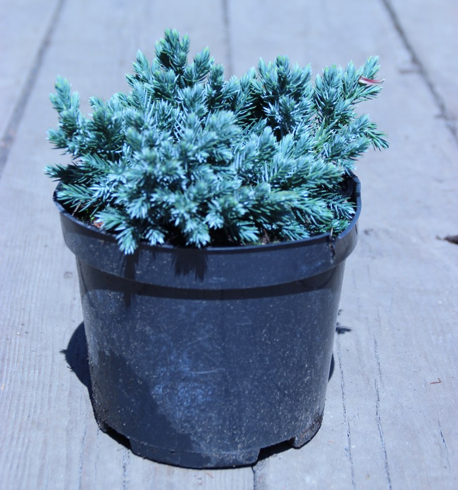 Блю чип и Блю карпет можжевельник