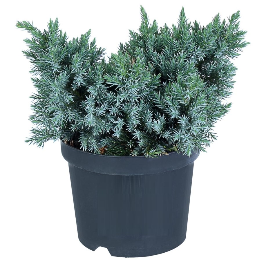 Можжевельник чешуйчатый Блю Стар