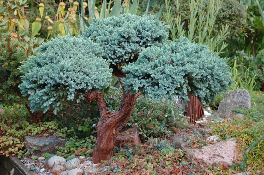 Можжевельник Блю Джунипер