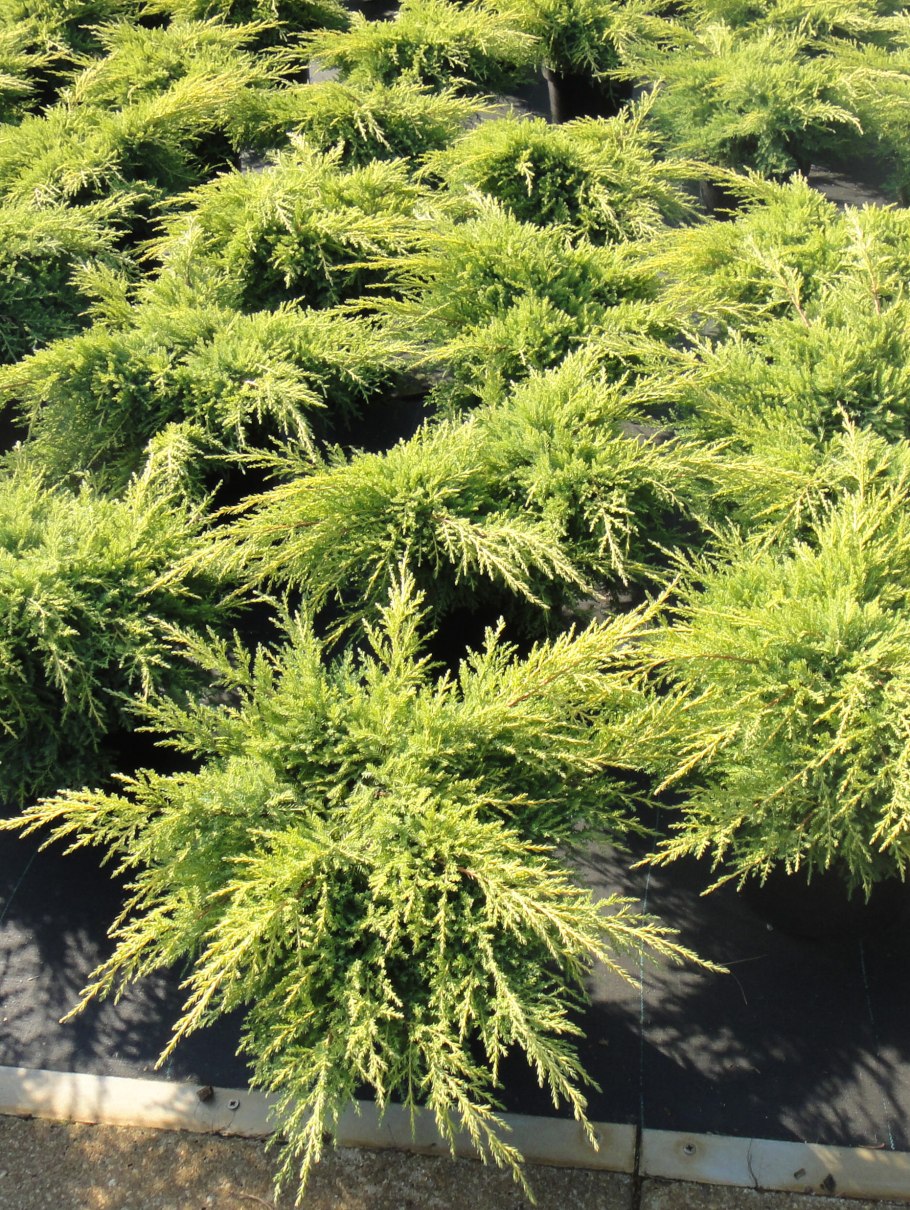 Juniperus horizontalis