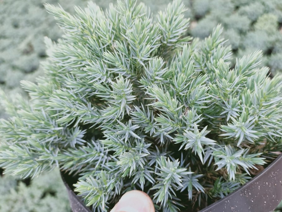 Можжевельник птицецериана Ауреа