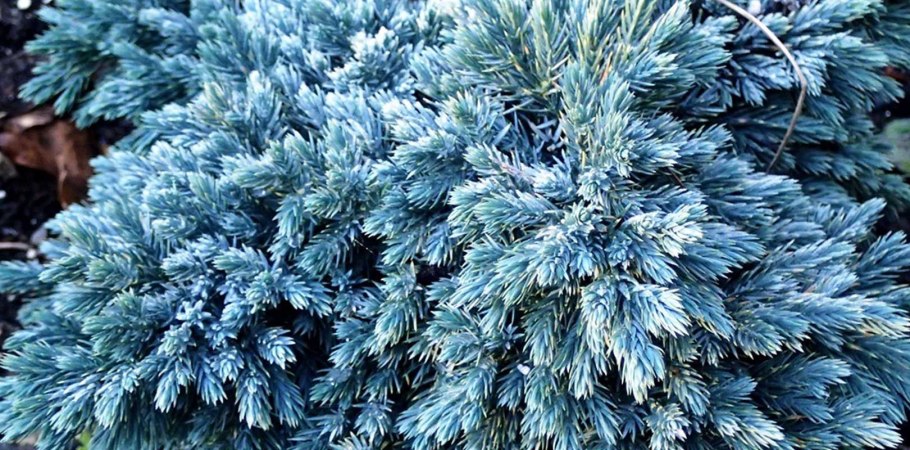 Можжевельник Пфитцериана Ауреа