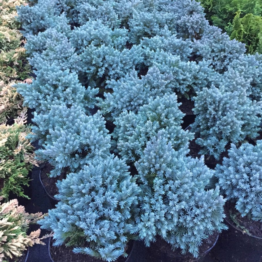 Можжевельник чешуйчатый Холгер (с2/с3 н25-30)