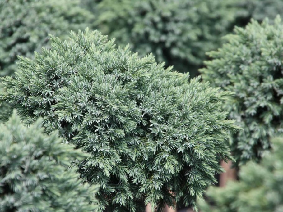 Можжевельник Blue Star