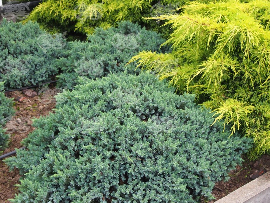 Можжевельник чешуйчатый Блю Стар