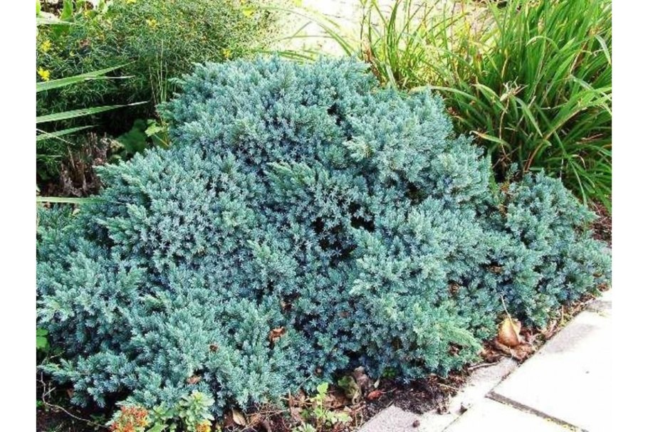 Можжевельник Gold Star