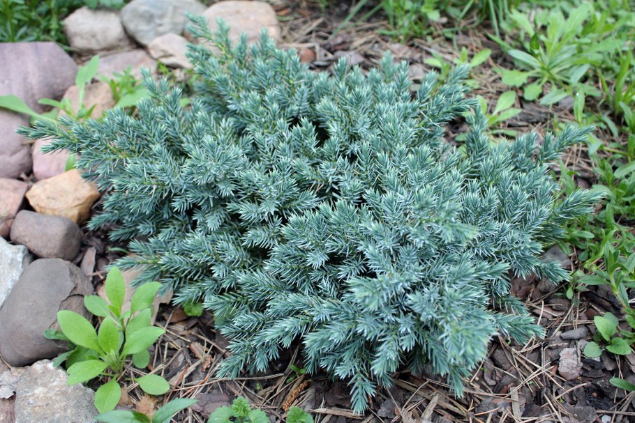 Можжевельник Скуамата Блю