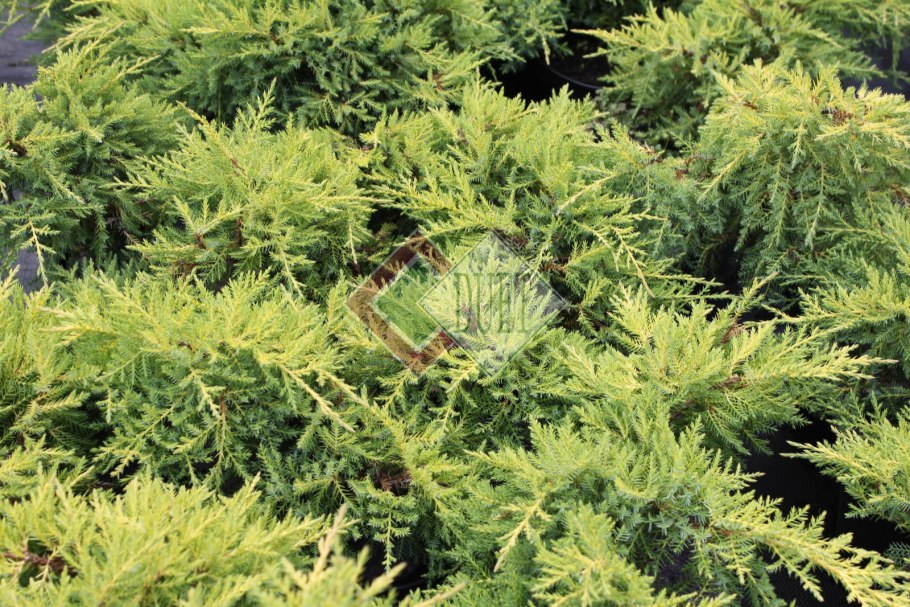 Можжевельник Скуамата Блю