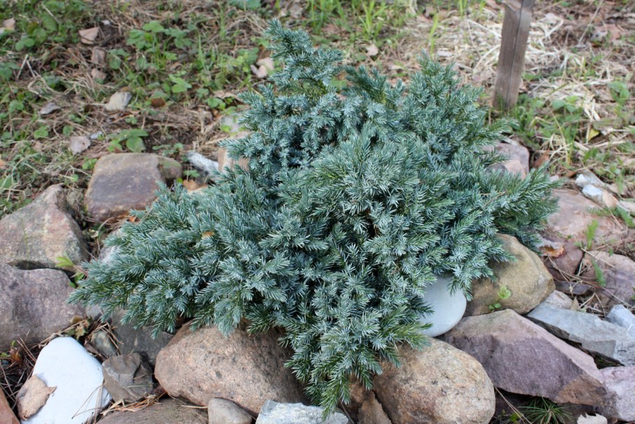 Можжевельник чешуйчатый Blue Star (Блю Стар)