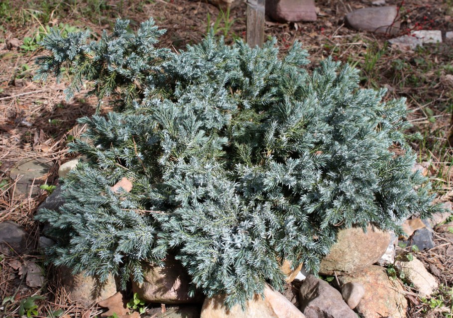 Можжевельник Блю Спайдер