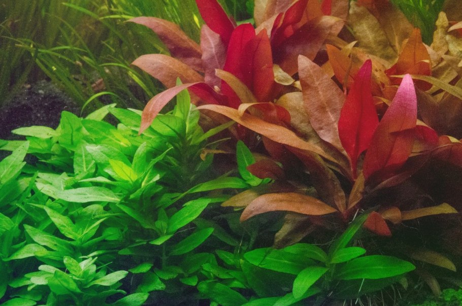 Alternanthera пурпурная