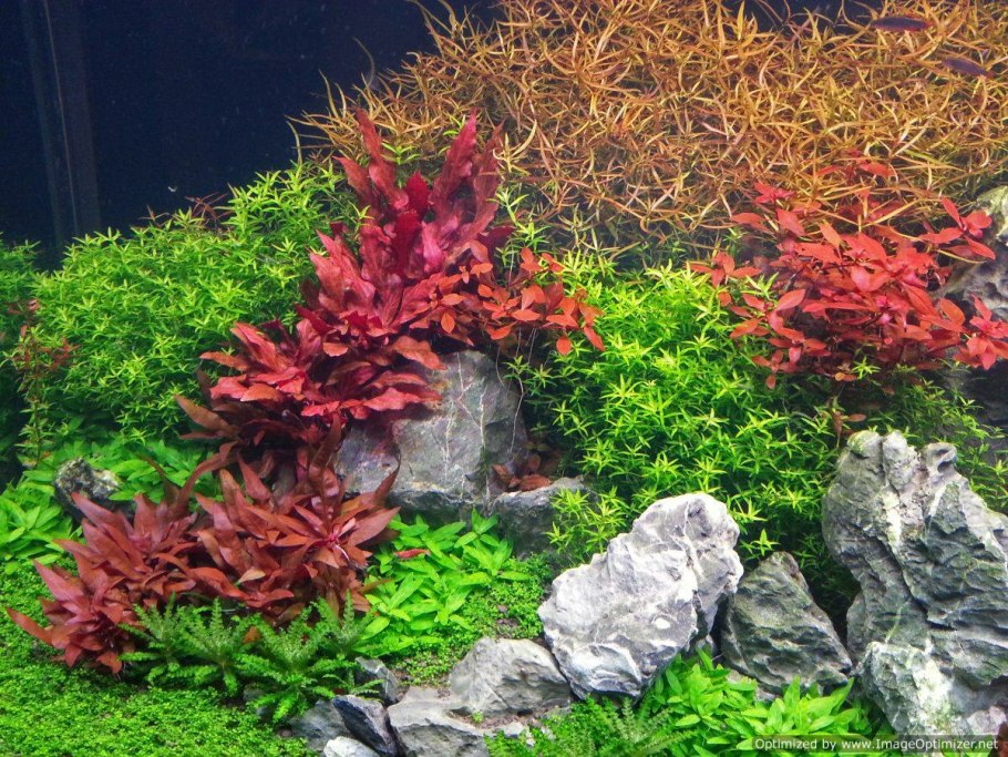 Alternanthera bettzickiana