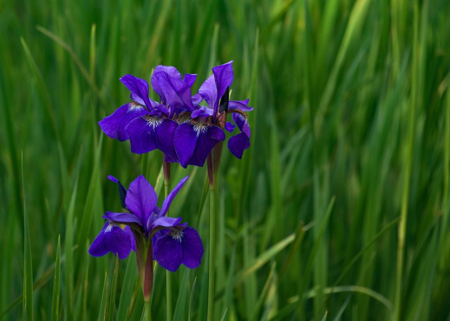 Ирис Сибирский (Iris sibirica &#96;Gull&#96;s Wing&#96;)