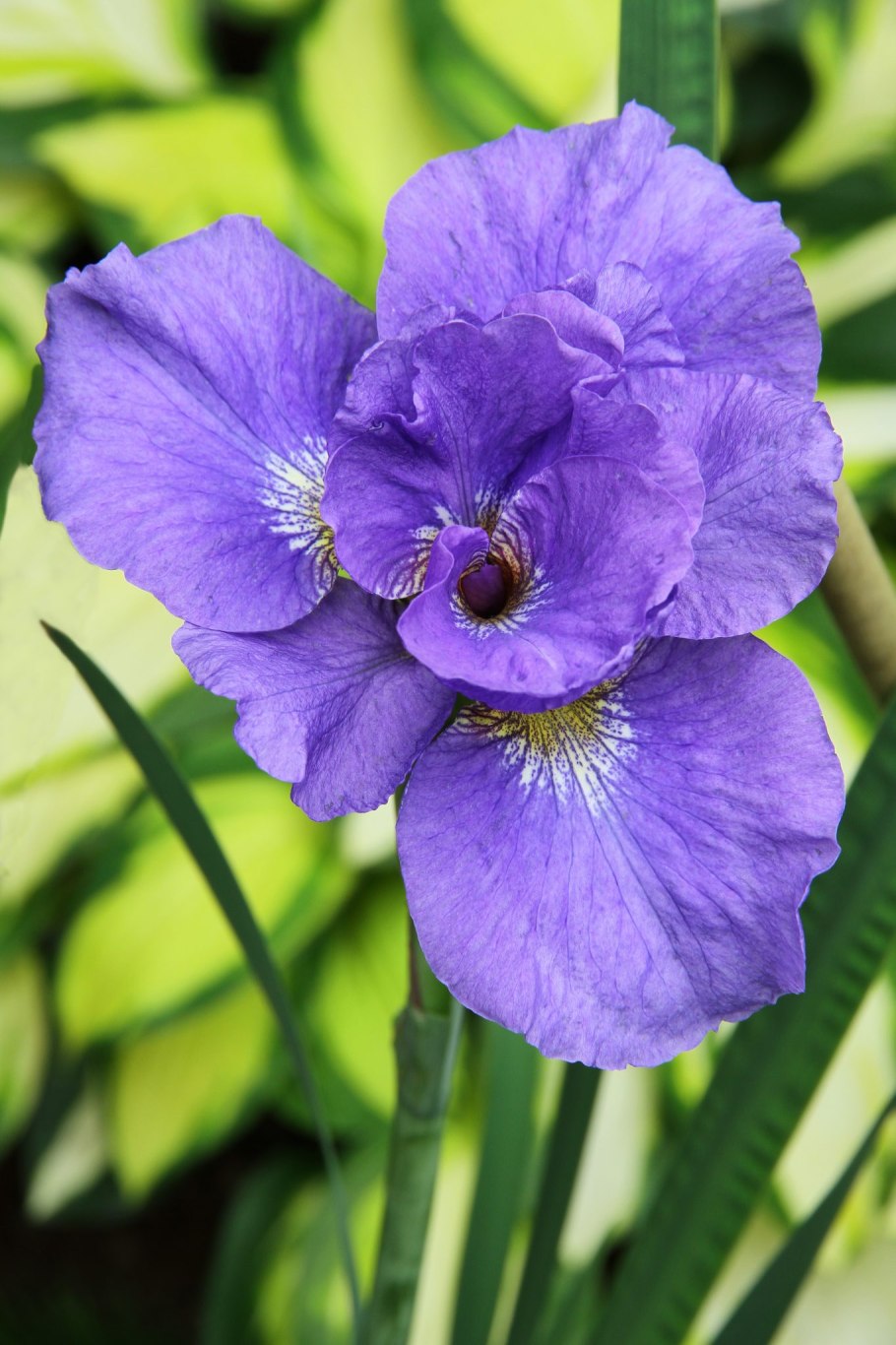 Ирис обыкновенный Касатик