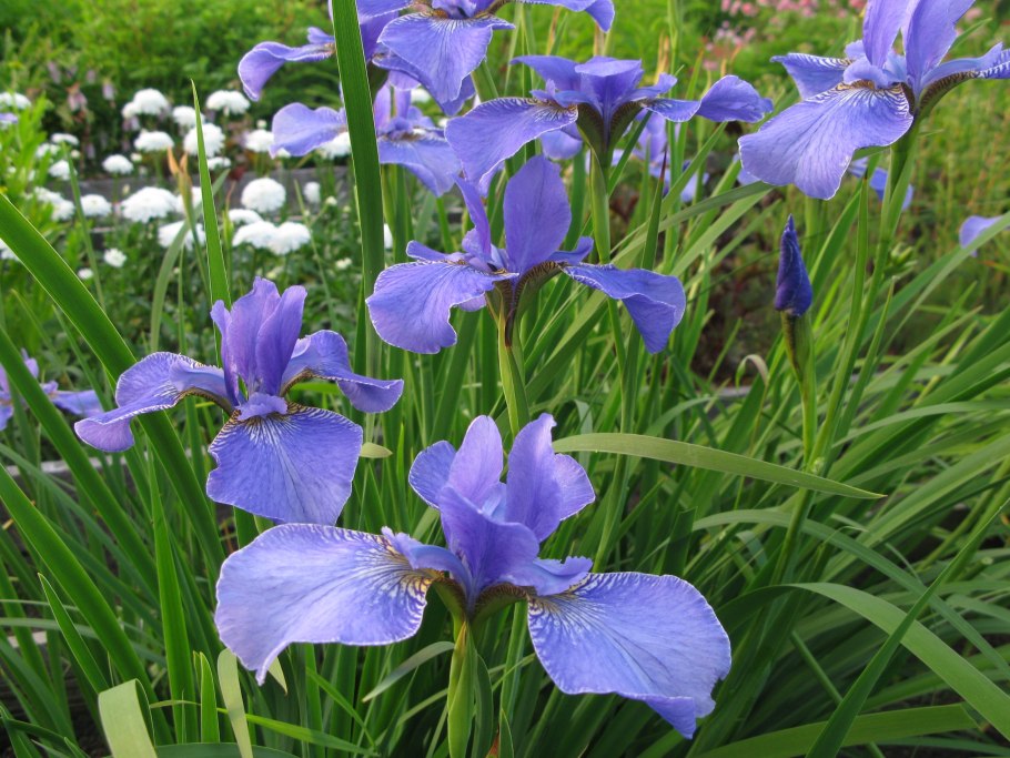 Ирис Сибирский Iris sibirica