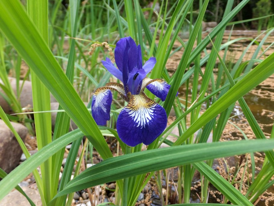 5. Касатик Сибирский (Iris sibirica)