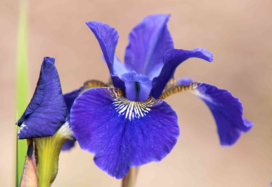 Ирис Касатик Сибирский Iris sibirica