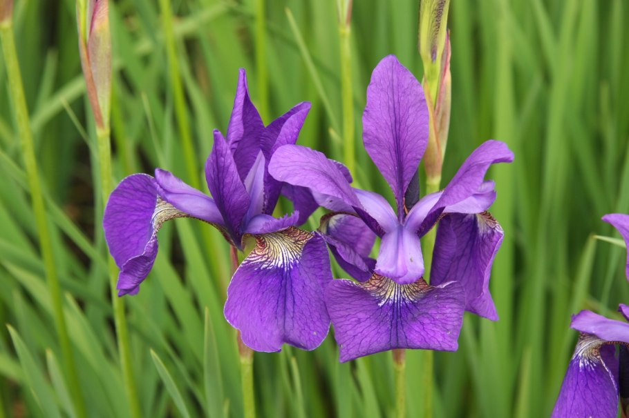 Ирис Сибирский Мэджик
