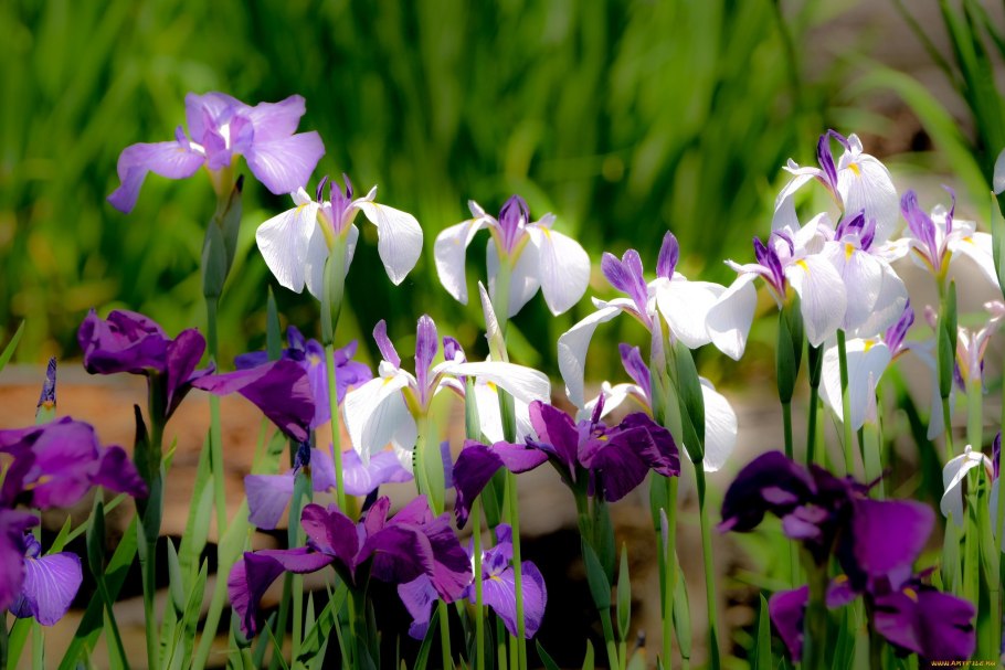 Ирис Касатик Сибирский