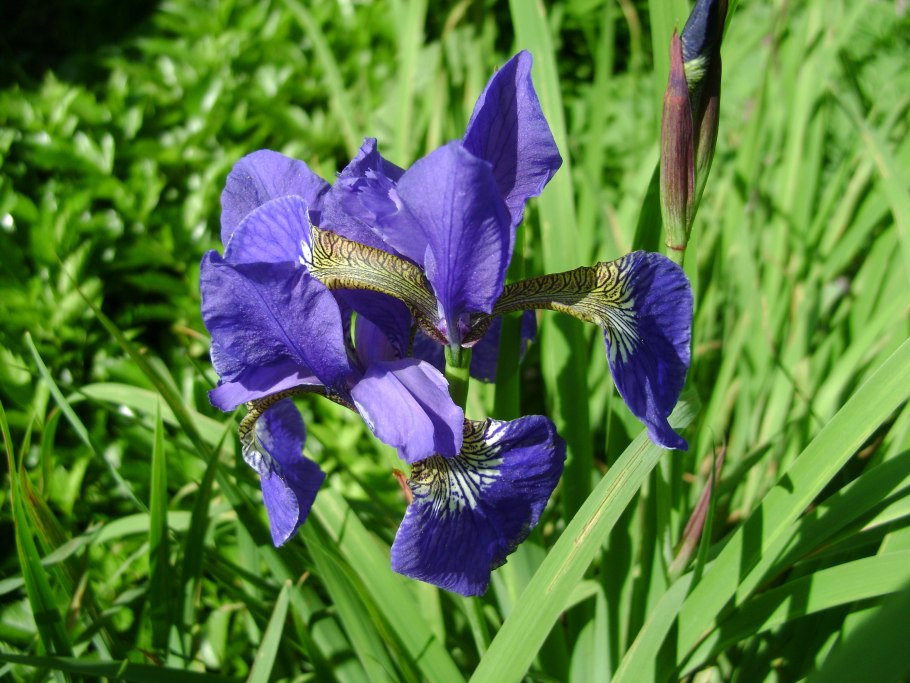Ирис Сибирский Нагаребоши