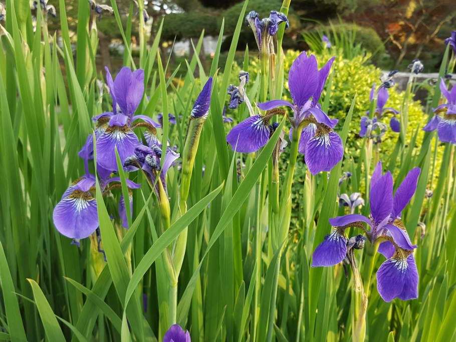 Ирис мечевидный куин тиара