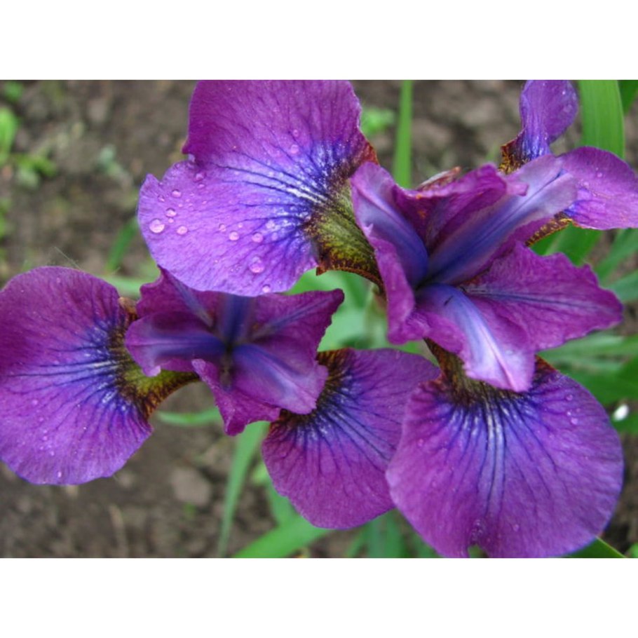 Iris sibirica Hubbard
