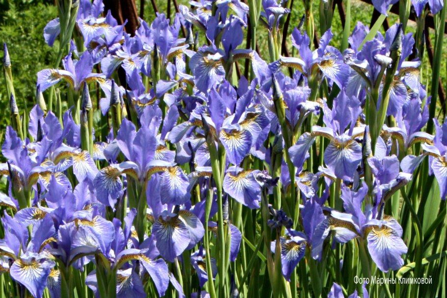 Ирис Сибирский Iris sibirica