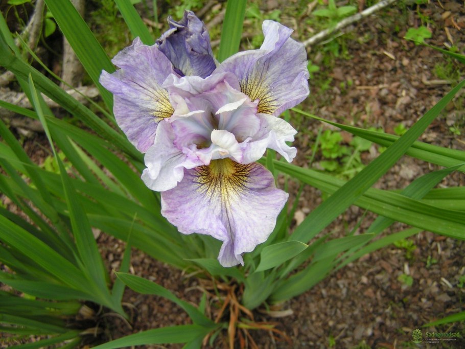 Ирис Рикуги Сакура (Сибирский)
