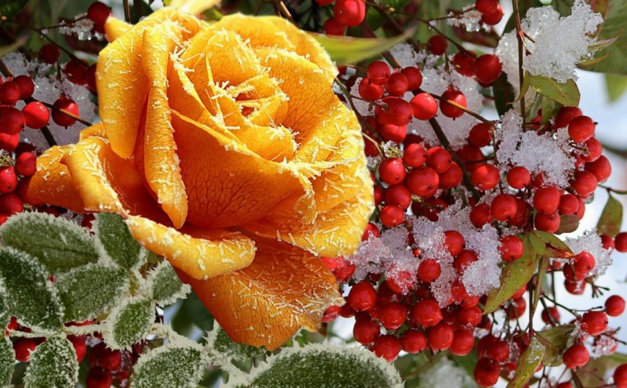 Зимняя роза