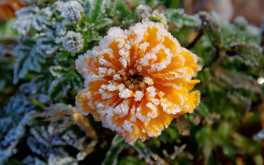 Зимняя рябина