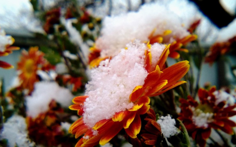 Зимнее растение красивое