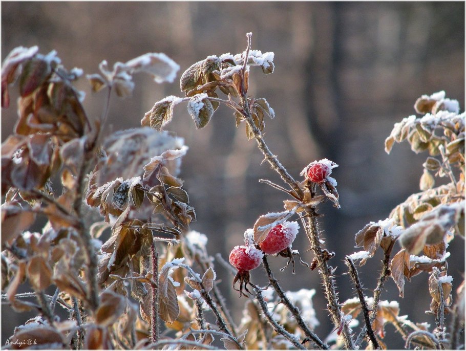 Листья в снегу